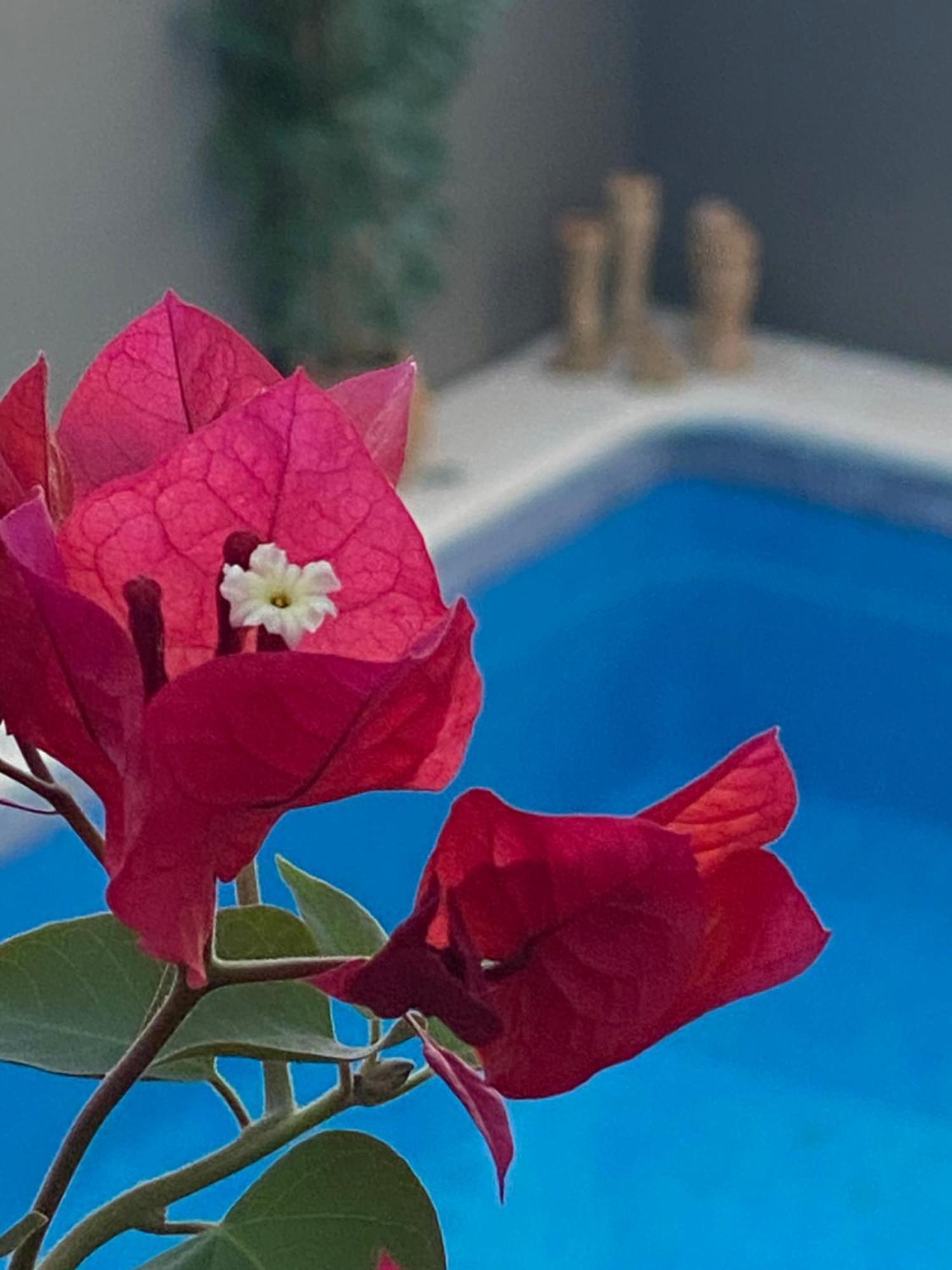 Casa Palacio Anima Jerez de la Frontera Ngoại thất bức ảnh
